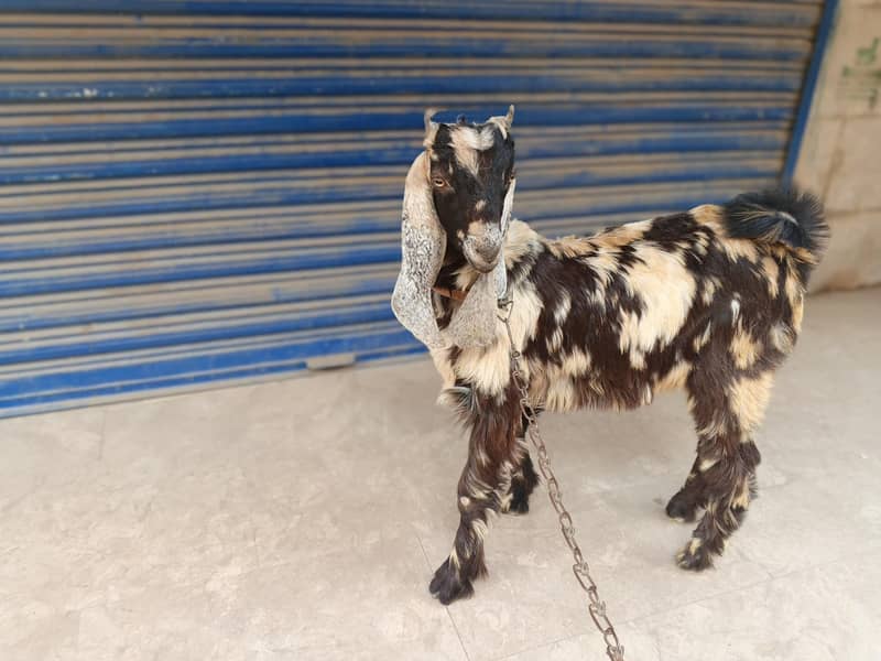 ماشااللہ خوبصورت نر بکرا سیل کے لئے 1