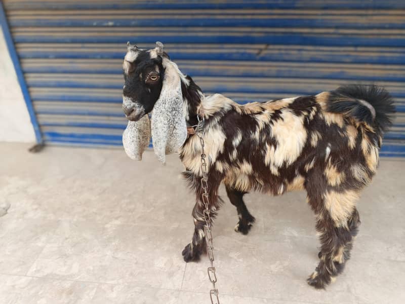 ماشااللہ خوبصورت نر بکرا سیل کے لئے 2