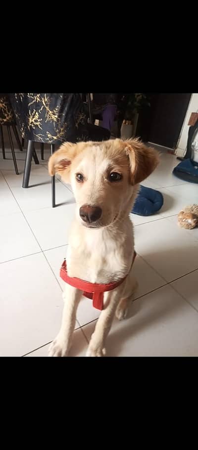 husky & Belgian shepherd mix puppy