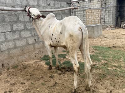 Qurbani bulls looking new home