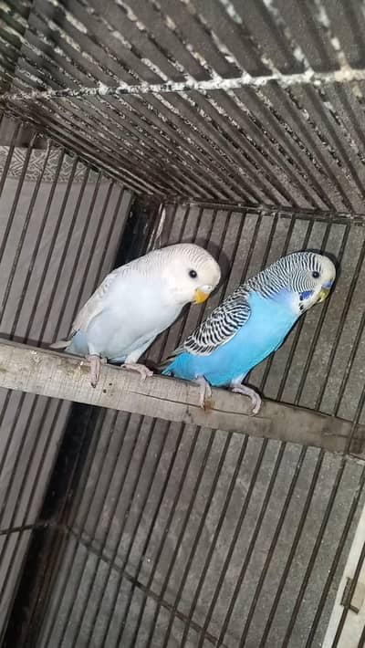 Australian Parrots for sale
