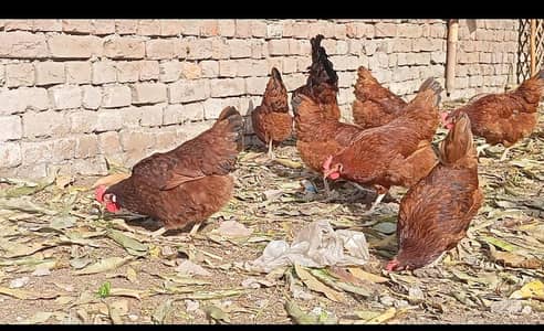 RIR Commercial Pure Breed