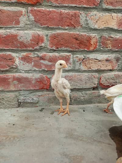 White king O shamo chiks available