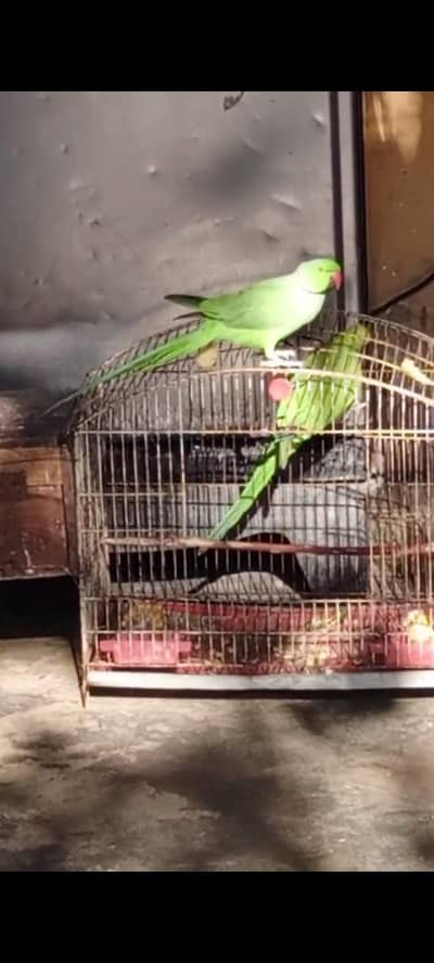 Parrots Pair For Urgent Sale