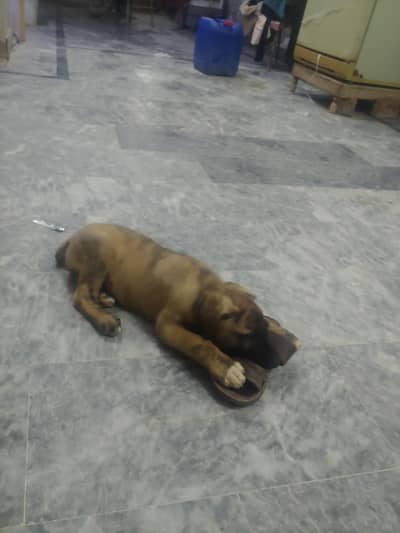 afghan kuchi double body for sell