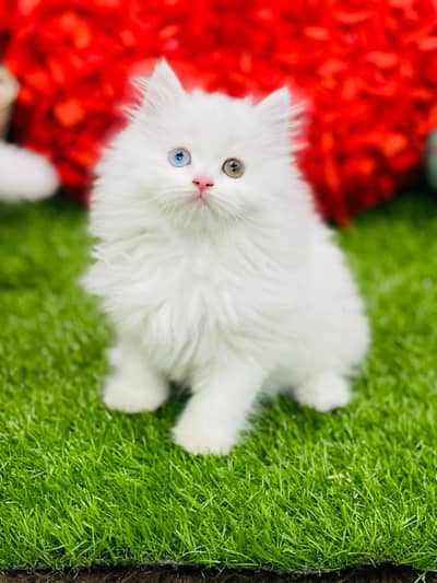 Tripple Cote Persian Kitten