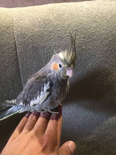 cocktail tamed chicks