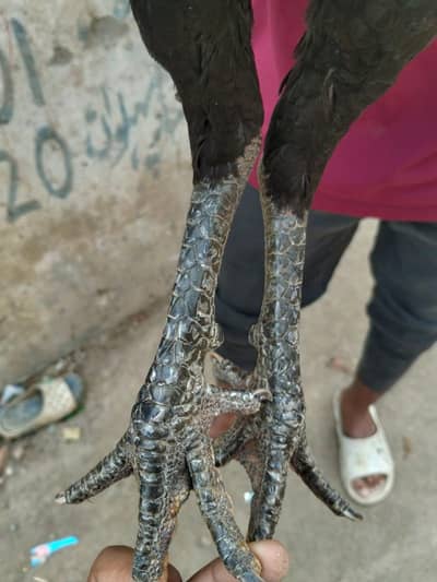 aseel burmi pkoya 3324594371