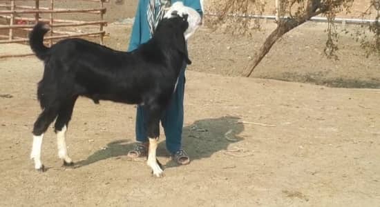 desi Bakra for Sale Call 03282745710
