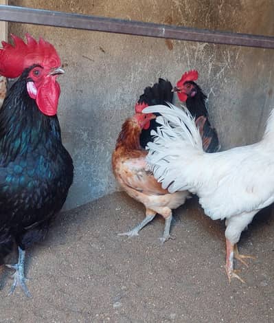 Asterlop hen and Rooster for sale