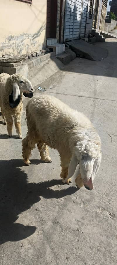 Dunbay Jori (chattray)