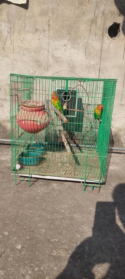 Lovebirds for sale.