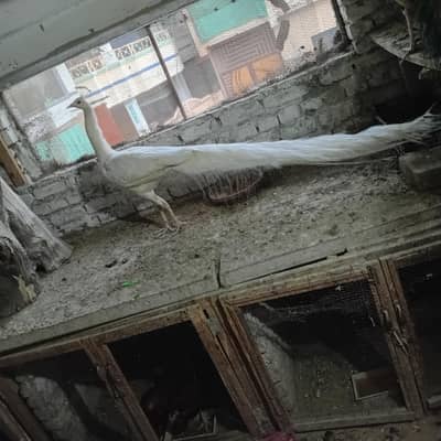 white peacock breeder