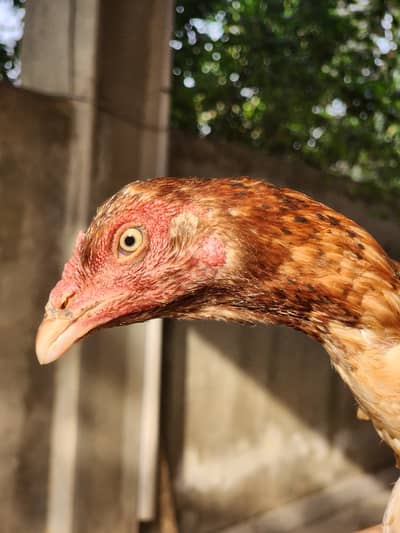 Hint | Aseel | Hen | Female