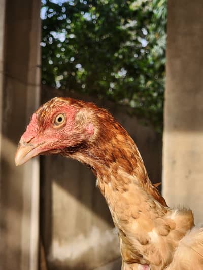 Hint | Aseel | Hen | Female