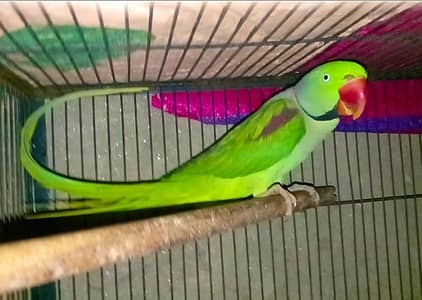 breader male call Whatsapp nmbr03074878531