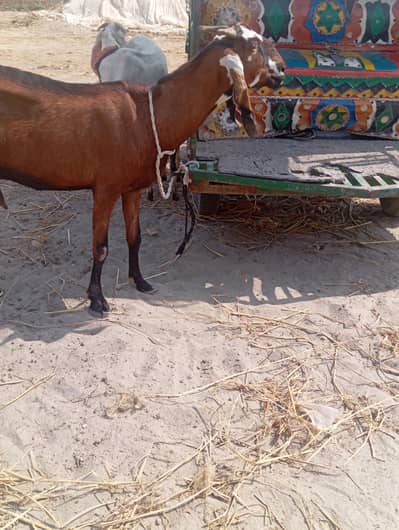 nagra beauty dood wali 03141446467