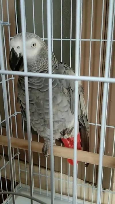 African Grey Parrot for sale 0347=66=96=397 my WhatsApp number