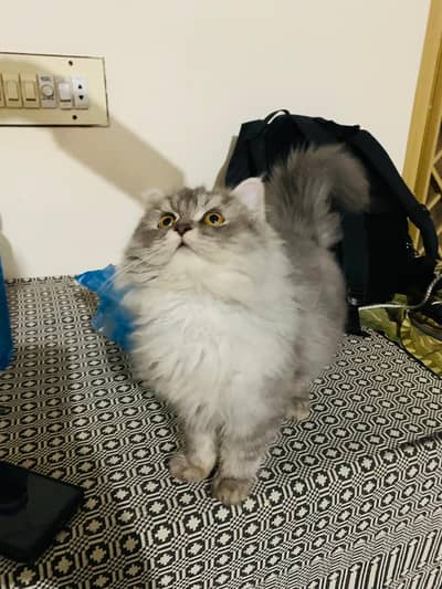 Persian tripple coated