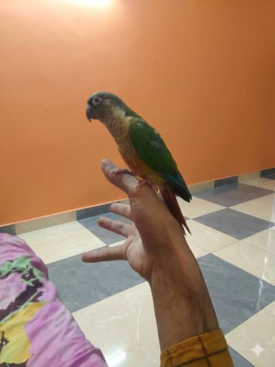 Handtame yellow sided conure