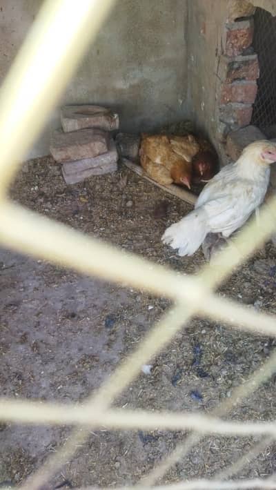 Full kurrak pair for hatching  eggs