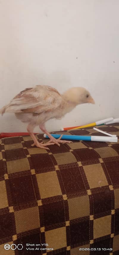 aseel mianwali chick