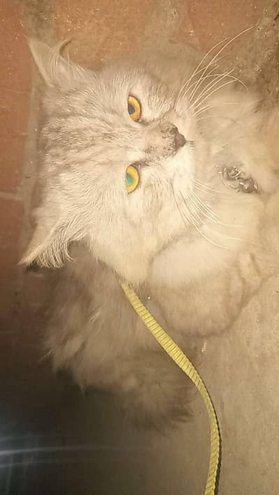 Persian male tripple coated