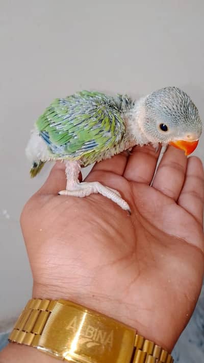 Ringnack chicks Haldy And  Aktv for sall