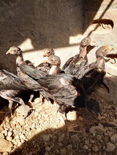 aseel chicks for sale