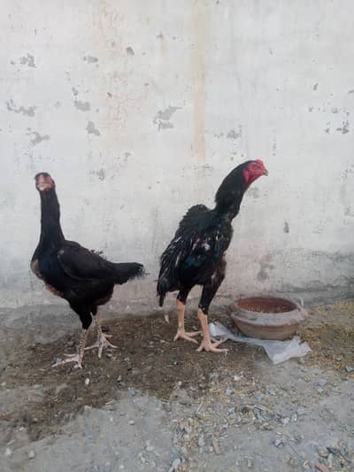 jarman o shamou pair