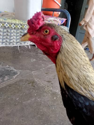 Title: Pure Sindhi Aseel Rooster – Strong & Healthy