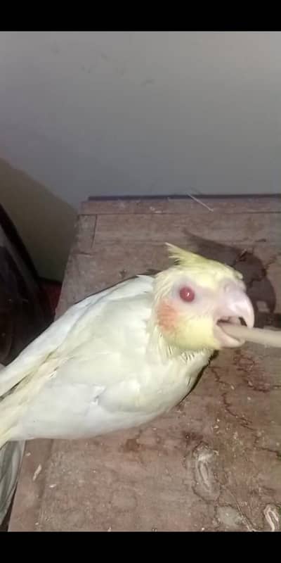 Lutino Cockatiel chicks