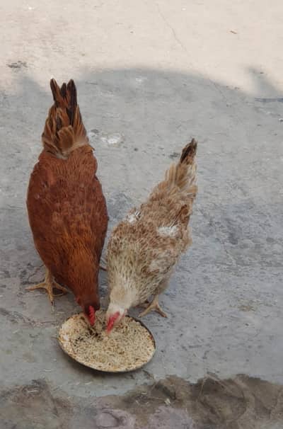 desi hens