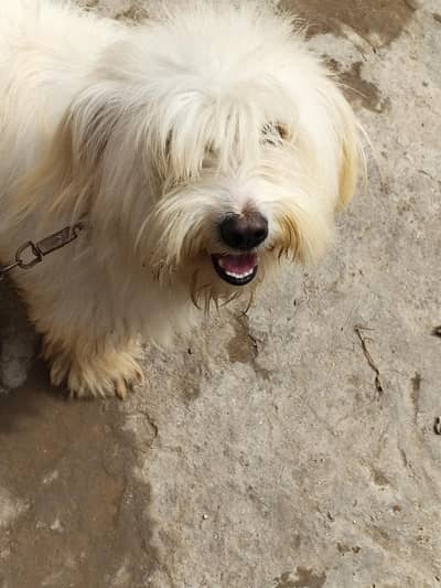 havanese dog h jis Bhai na lena h bs wohi rabta kry