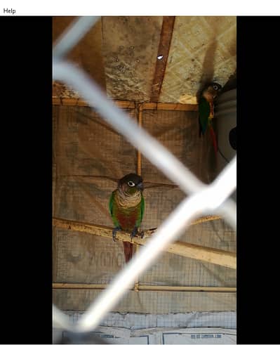 pineapple conure parrot ha DNA card sat ha  1 bar anda egga daya ha a