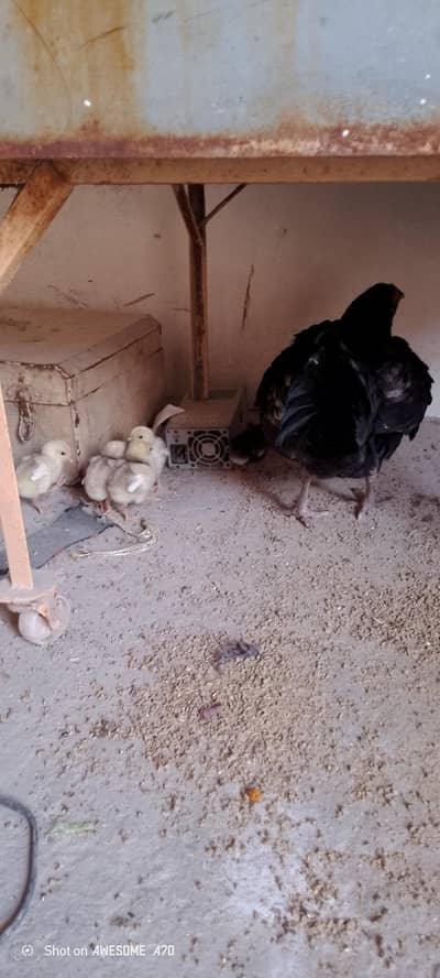 Mery pas aseel  Murgi h with chicks jis bhai NY lyna ho wo rbta kary