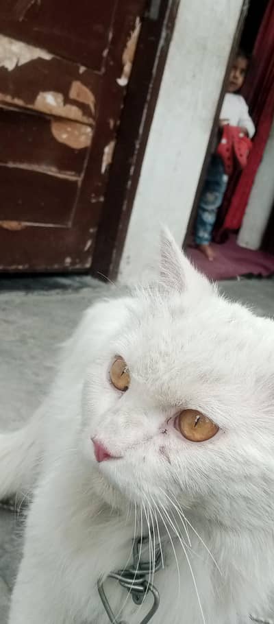 pur wit parsin very lovle and frndly cat