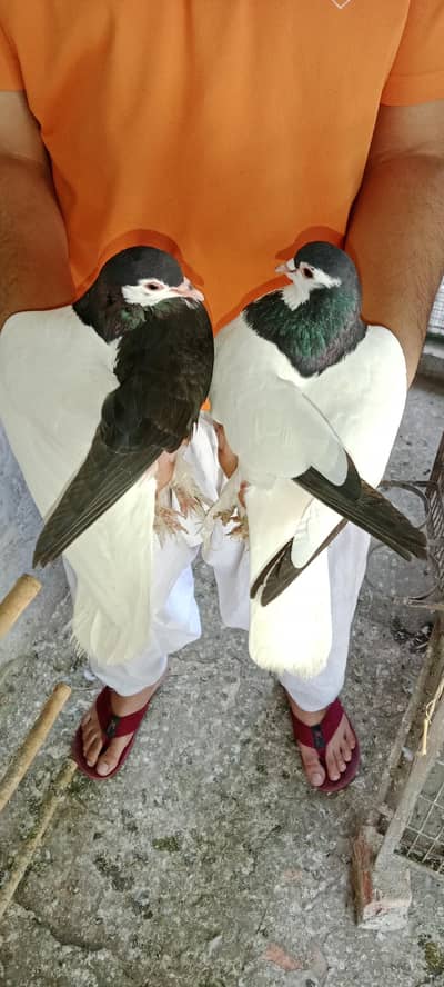 10 kalyare pairs & pathe  Avalailable for sale price start 2 to 15000