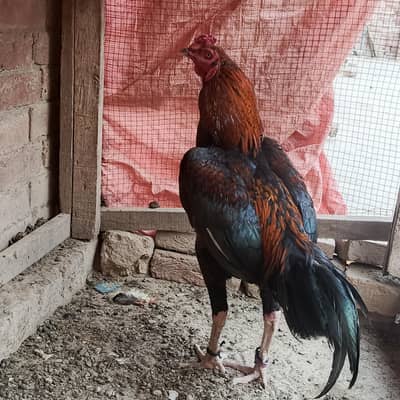 walati kras  long hight  ma ha   03280821149