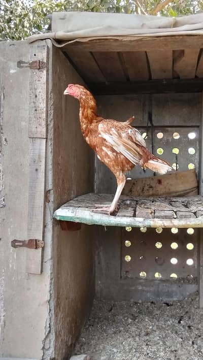 aseel pathay or pathiya healthy beautiful for sale