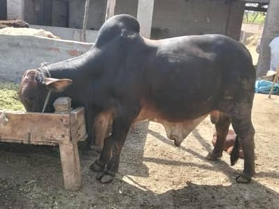 Brahman bull for sal