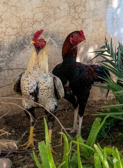 Pure Aseel Pair for Sale