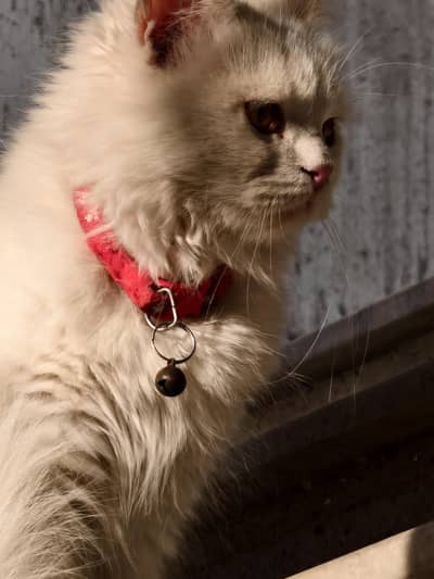 Persian Cats For Sale