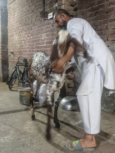 one pair of Male Goat pure makhi chini qurbani k lia full active and h
