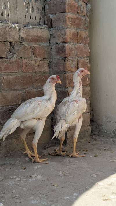 All satup for sale top quality assel male and female