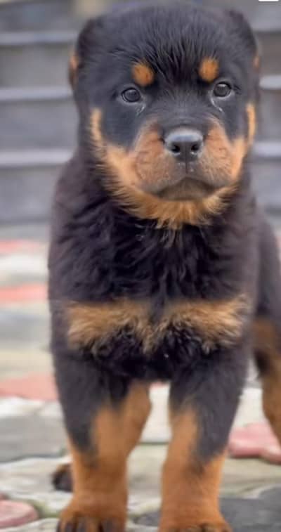 Rottweiler puppy male for sale 0340,0095664 my WhatsApp number