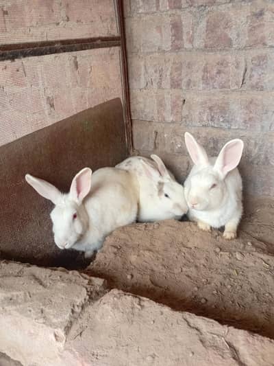 Red eyes white rabbit pair