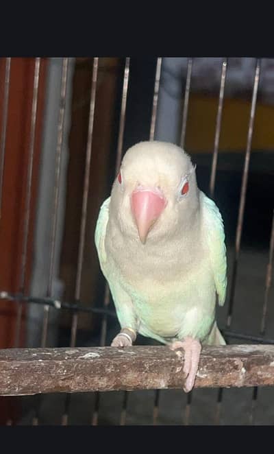 1 pair,1 blue female and cage .