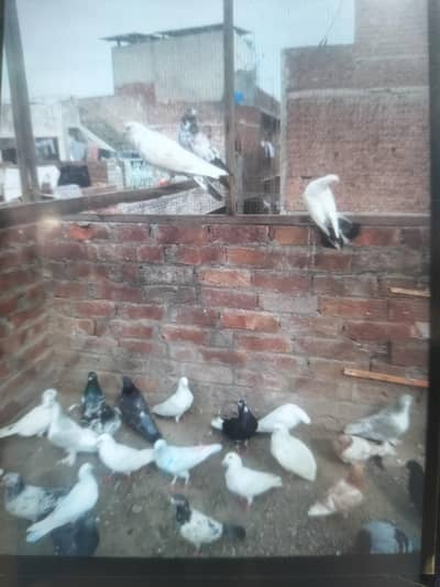 kabotr you 03054000566