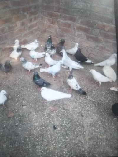 kabotr you 03054000566